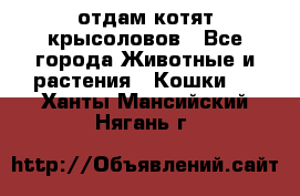 отдам котят крысоловов - Все города Животные и растения » Кошки   . Ханты-Мансийский,Нягань г.